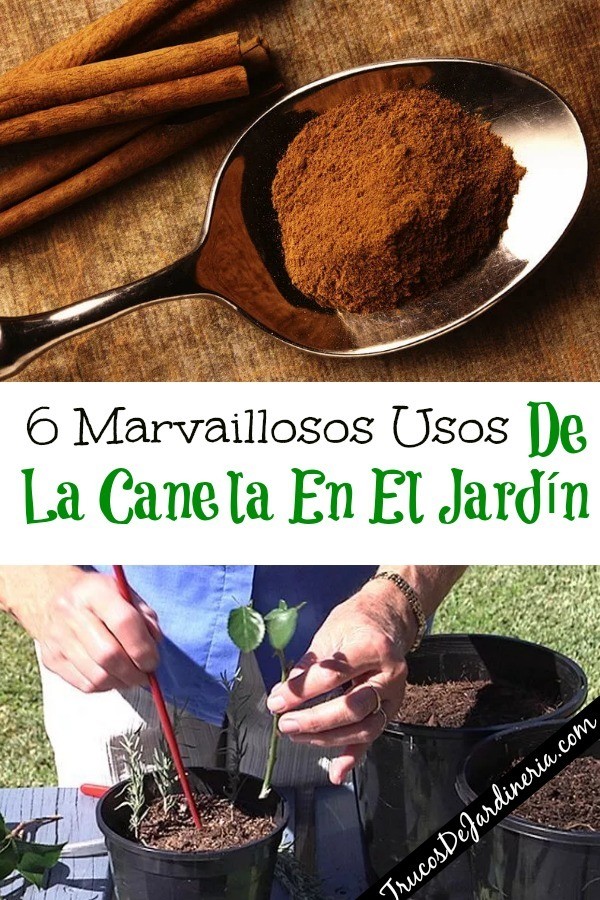 Como Utilizar Canela En El Jard N Trucos De Jardineria