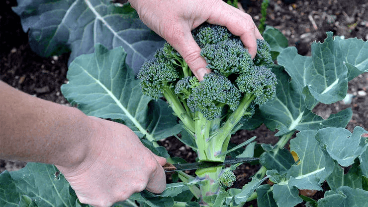 cosechar Brócoli