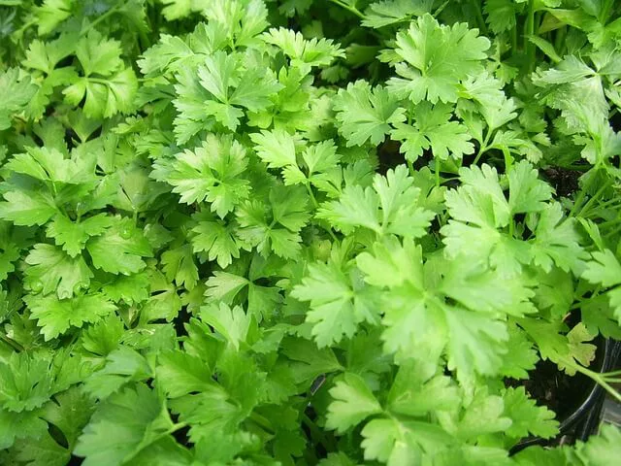 Plantas Medicinales Para Cultivar En Casa Trucos De Jardineria