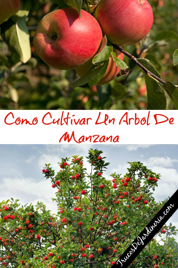 Como Cultivar Un Árbol De Manzana Trucos De Jardineria