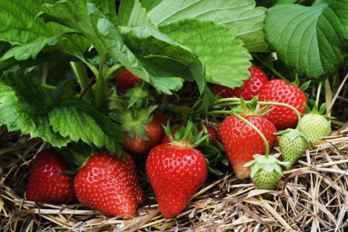 10 Consejos Para Cultivar Fresas Trucos De Jardineria