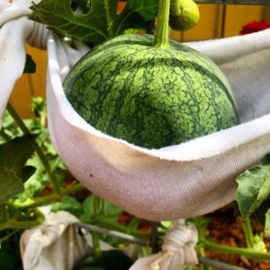 Cómo Cultivar Sandías en Macetas Trucos De Jardineria