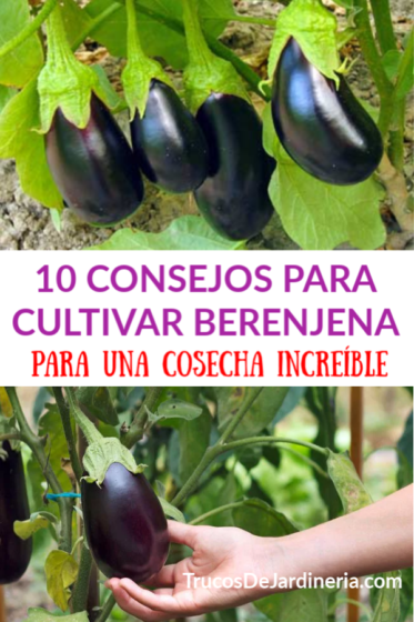 10 Consejos Para Cultivar Berenjena Trucos De Jardineria