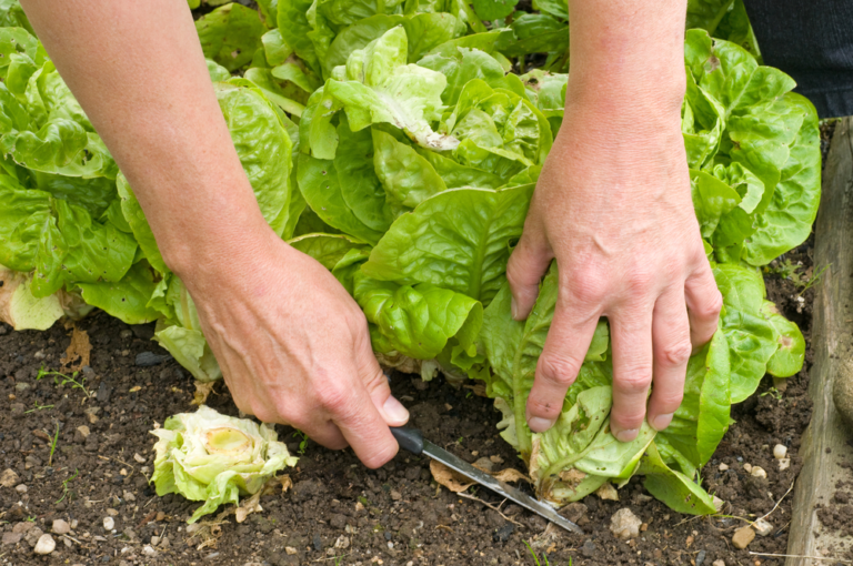 Cu Ndo Cosechar Lechuga Y C Mo Hacerlo Correctamente Trucos De Jardineria