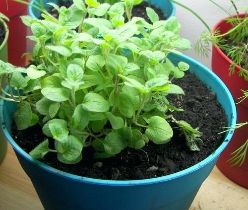 Refrigerar Especial desbloquear Como Cultivar Orégano Desde Las Semillas - Trucos De Jardineria