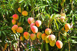 arbol de mango