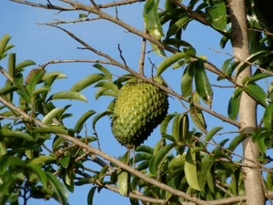 fruta de guanabana