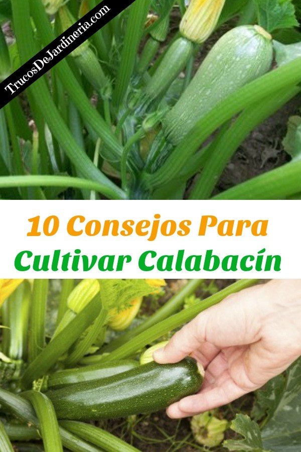 Cultivar Calabacín