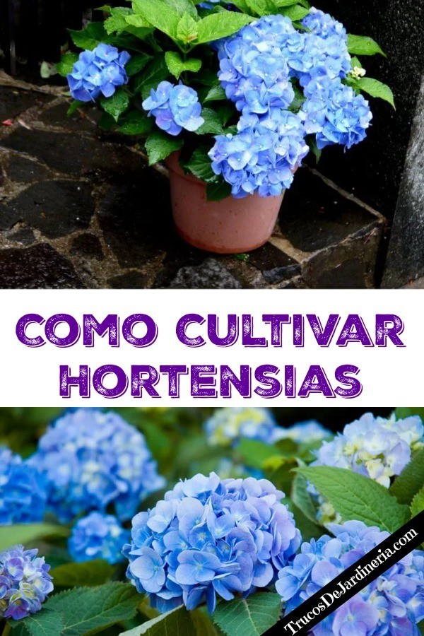 Cultivar Hortensias
