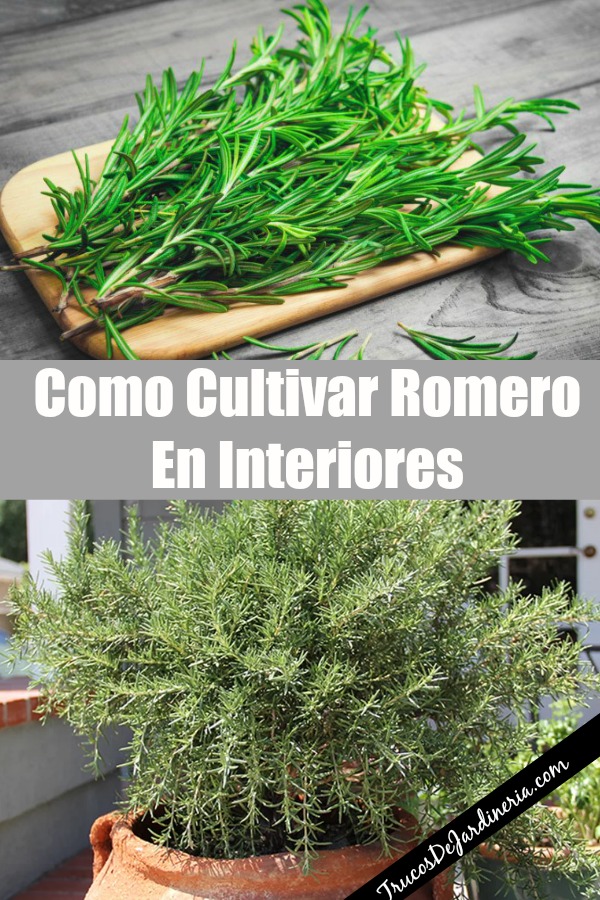 Cultivar Romero En Interiores