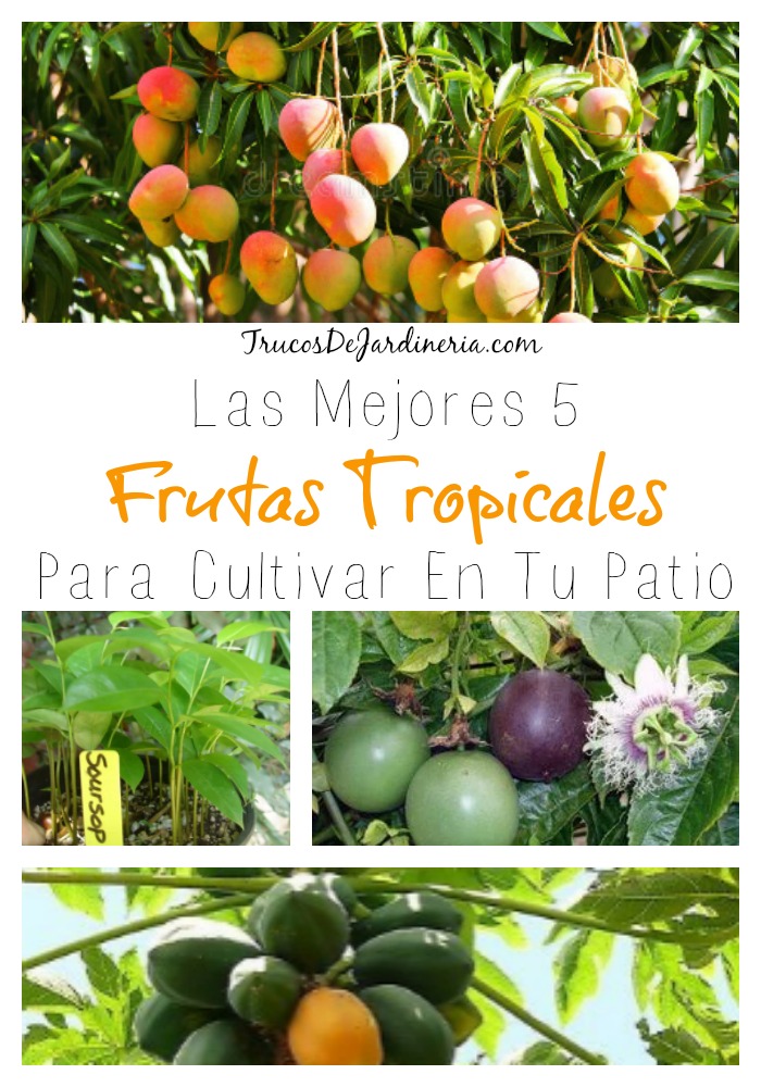 Frutas Tropicales Para Cultivar