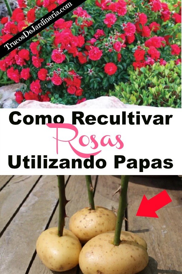 Recultivar Rosas Utilizando Papas
