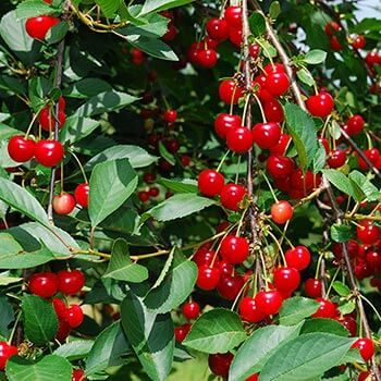 4 Arboles Frutales de Bajo Mantenimiento Que Cualquiera Puede Cultivar -  Trucos De Jardineria