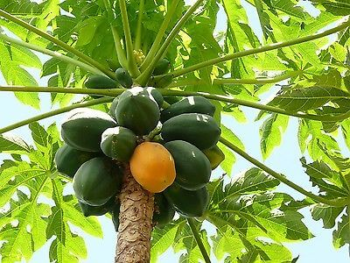 papaya lechosa frutas cultivar semilla papayas seed trucosdejardineria tropicales carica fruto pawpaw papayo lechosas lechoza cosecha rbol agrimall huerta ivan