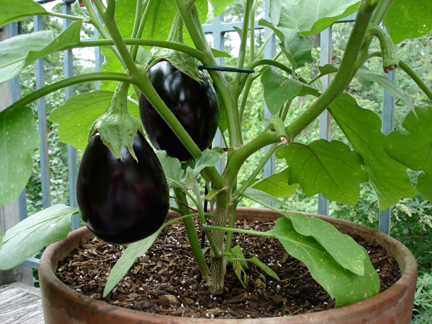 20 Vegetales Para Cultivar En Macetas Trucos De Jardineria 20-vegetales-para-cultivar-en-macetas-trucos-de-jardineria