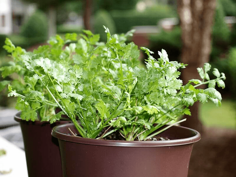 Encommium marco tener Como Cultivar Cilantro En Interiores - Trucos De Jardineria