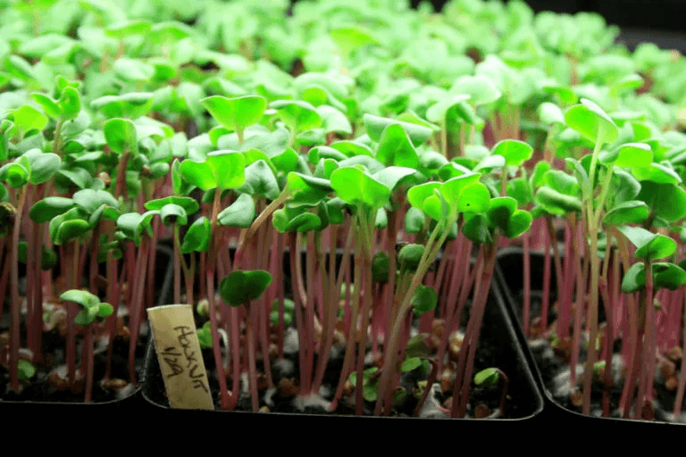 cultivar micro verduras