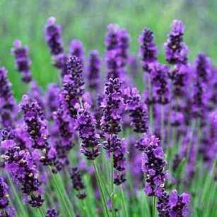 Como Cultivar Lavanda Desde La Semilla - Trucos De Jardineria