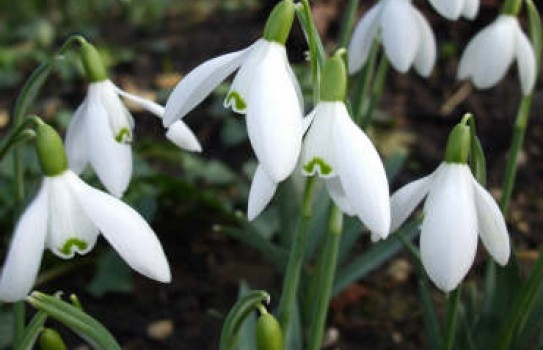 Como Cultivar Campanillas De Invierno - Trucos De Jardineria