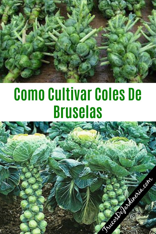 Como Cultivar Coles De Bruselas