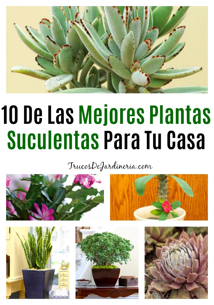 Plantas Suculentas