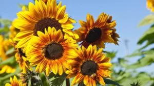 Como Cultivar Girasoles En Tu Jardín - Trucos De Jardineria