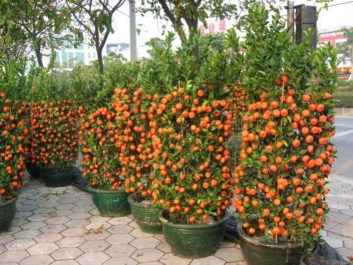 Como Cultivar Mandarinas En Macetas Trucos De Jardineria