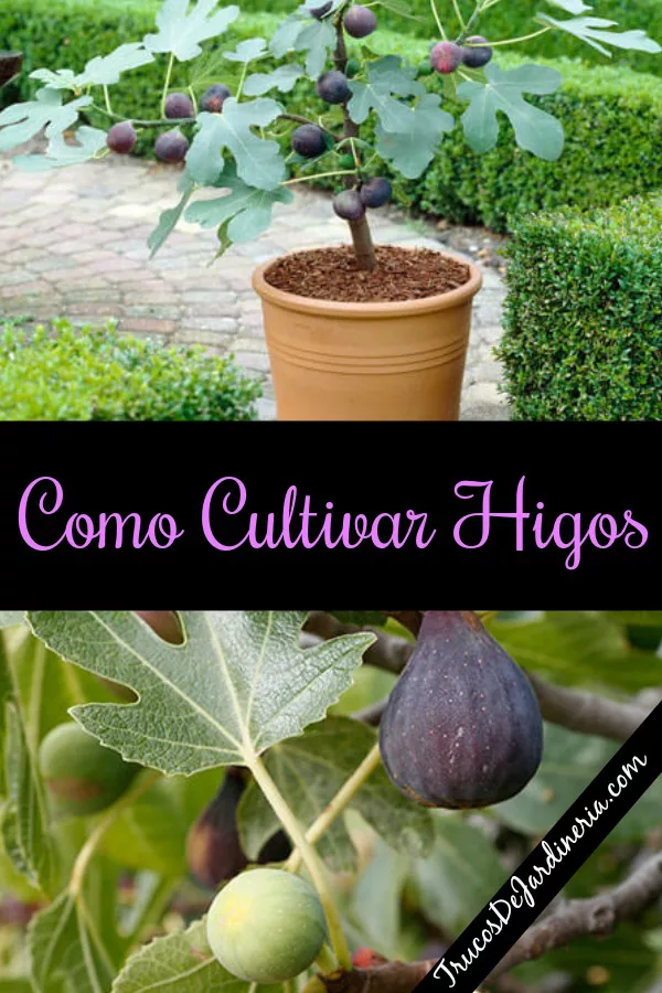 Cultivar Higos – Aprende a propagar esquejes en tu jardín o una maceta