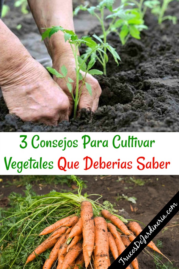 Consejos Para Cultivar Vegetales