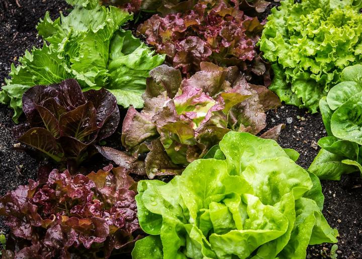 How to grow lettuce indoors and outdoors at home