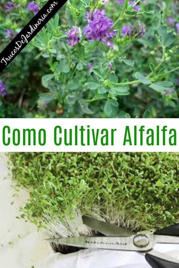 Como Cultivar Alfalfa