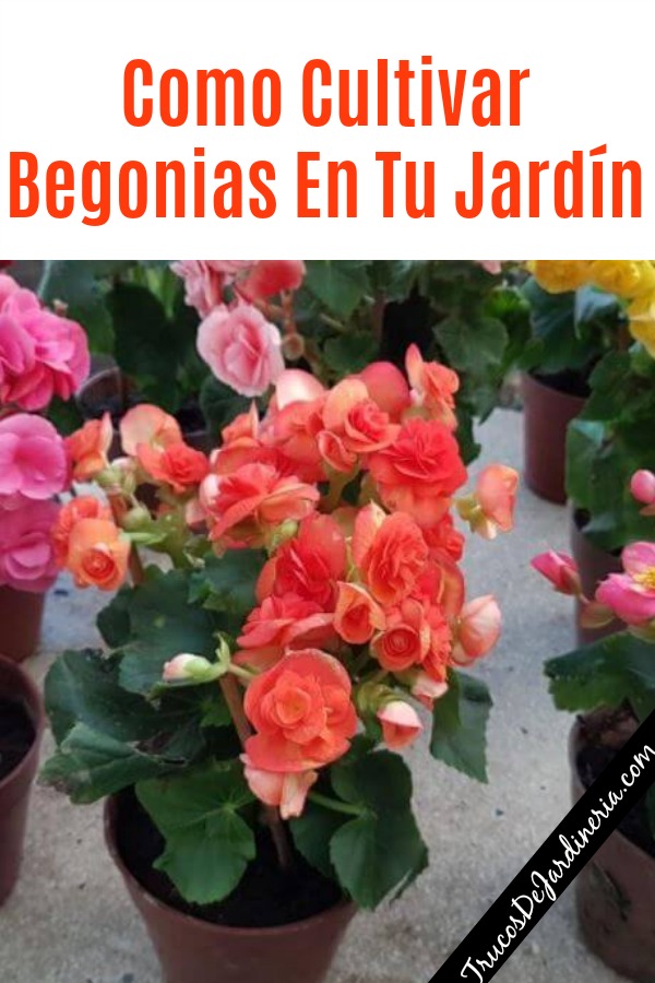 Como Cultivar Begonias