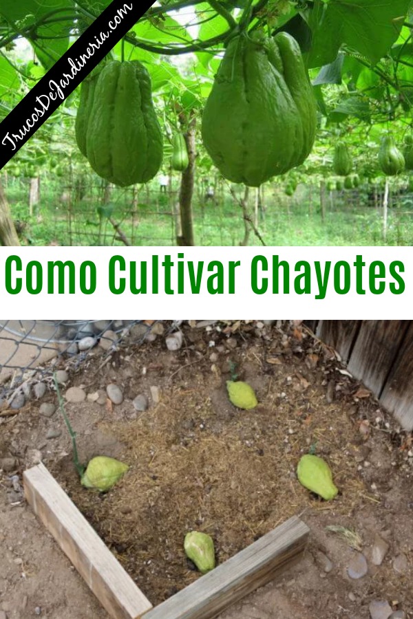 Como Cultivar Chayotes
