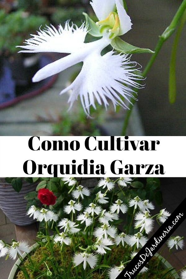 Como Cultivar Orquidia Garza