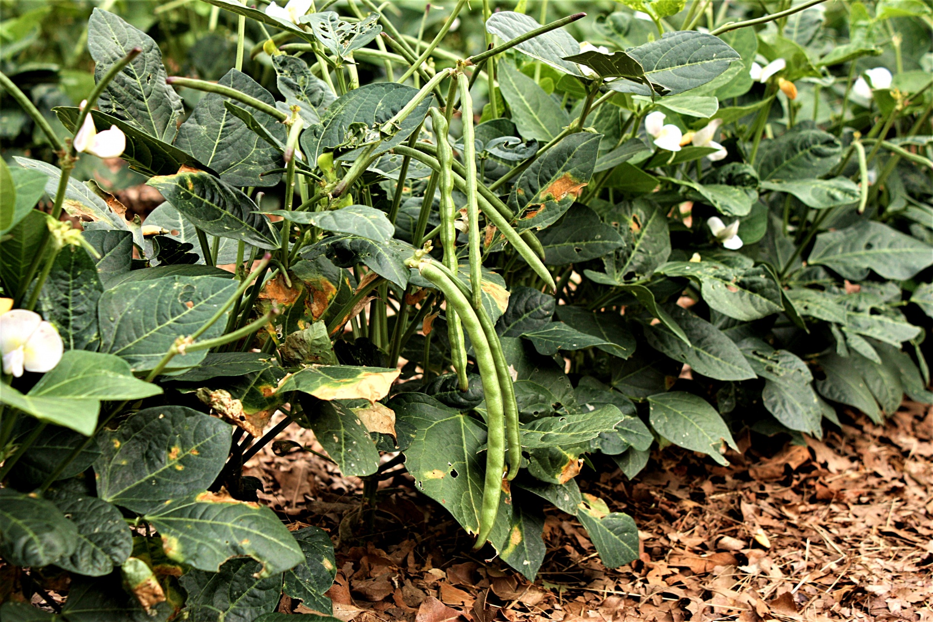 Como Cultivar Frijoles De Ojos Negros Trucos De Jardineria 2618