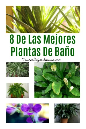 Plantas De Baño