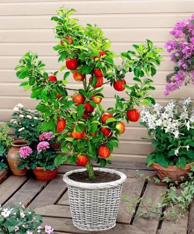 Representar ritmo Beca Como Cultivar Árboles De Manzana En Macetas - Trucos De Jardineria