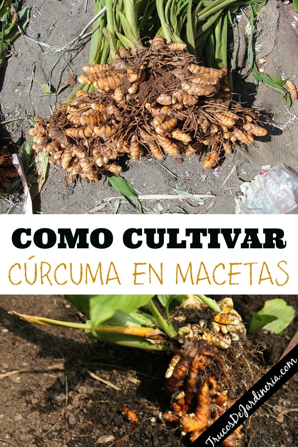 Como Cultivar Cúrcuma En Macetas Trucos De Jardineria 9674