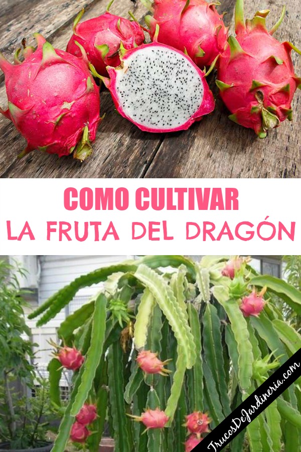 Como Cultivar La Fruta Del Dragón - Trucos De Jardineria