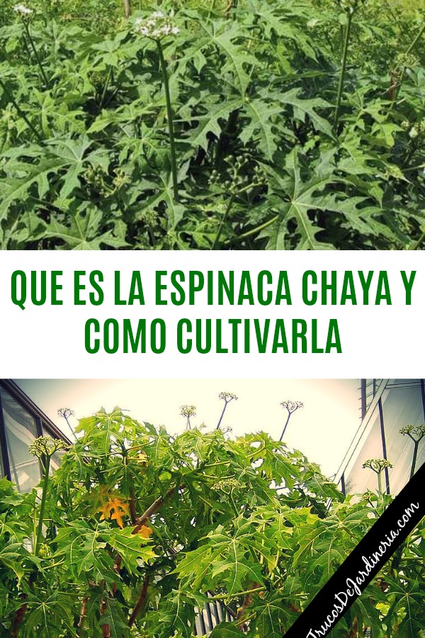 Como Cultivar Espinaca Chaya