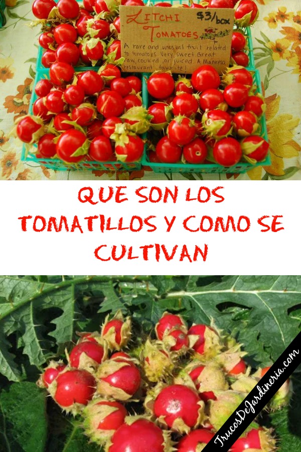 Como Cultivar Tomatillos