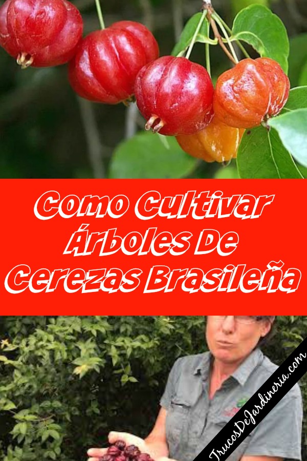 Cultivar Árboles De Cerezas Brasileña