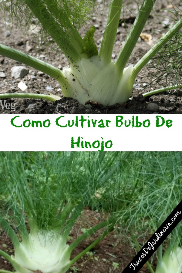 Cultivar Bulbo De Hinojo