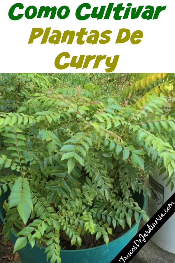 Cultivar Plantas De Curry