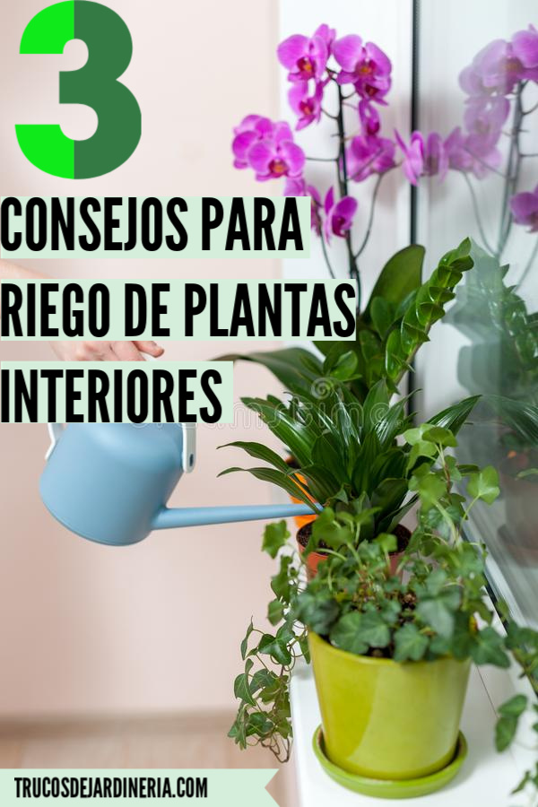 RIEGO DE PLANTAS INTERIORES
