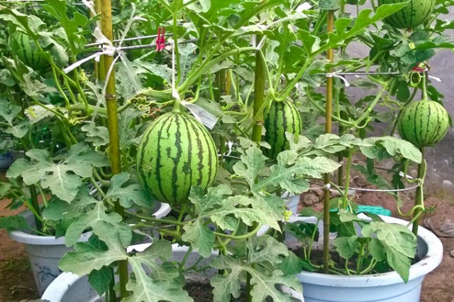 Potted Watermelon