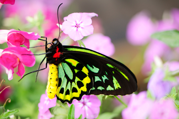 7 Formas De Atraer Mariposas A Tu Jardín - Trucos De Jardineria