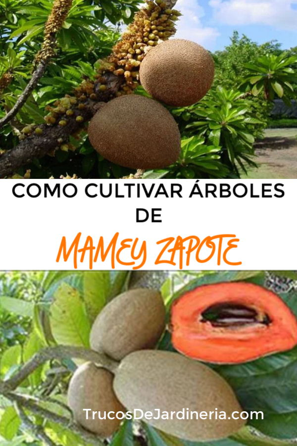 Como Cultivar Un Árbol De Mamey Zapote Trucos De Jardineria