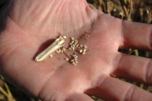 semillas de sesamo