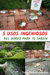 5 Usos Ingeniosos Del Bórax Para Tu Jardín - Trucos De Jardineria